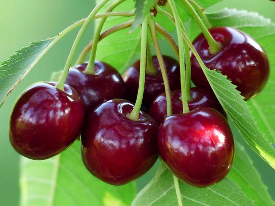 Trước khi ăn bà bầu hãy rửa sạch và loại bỏ hết hạt của trái cherry