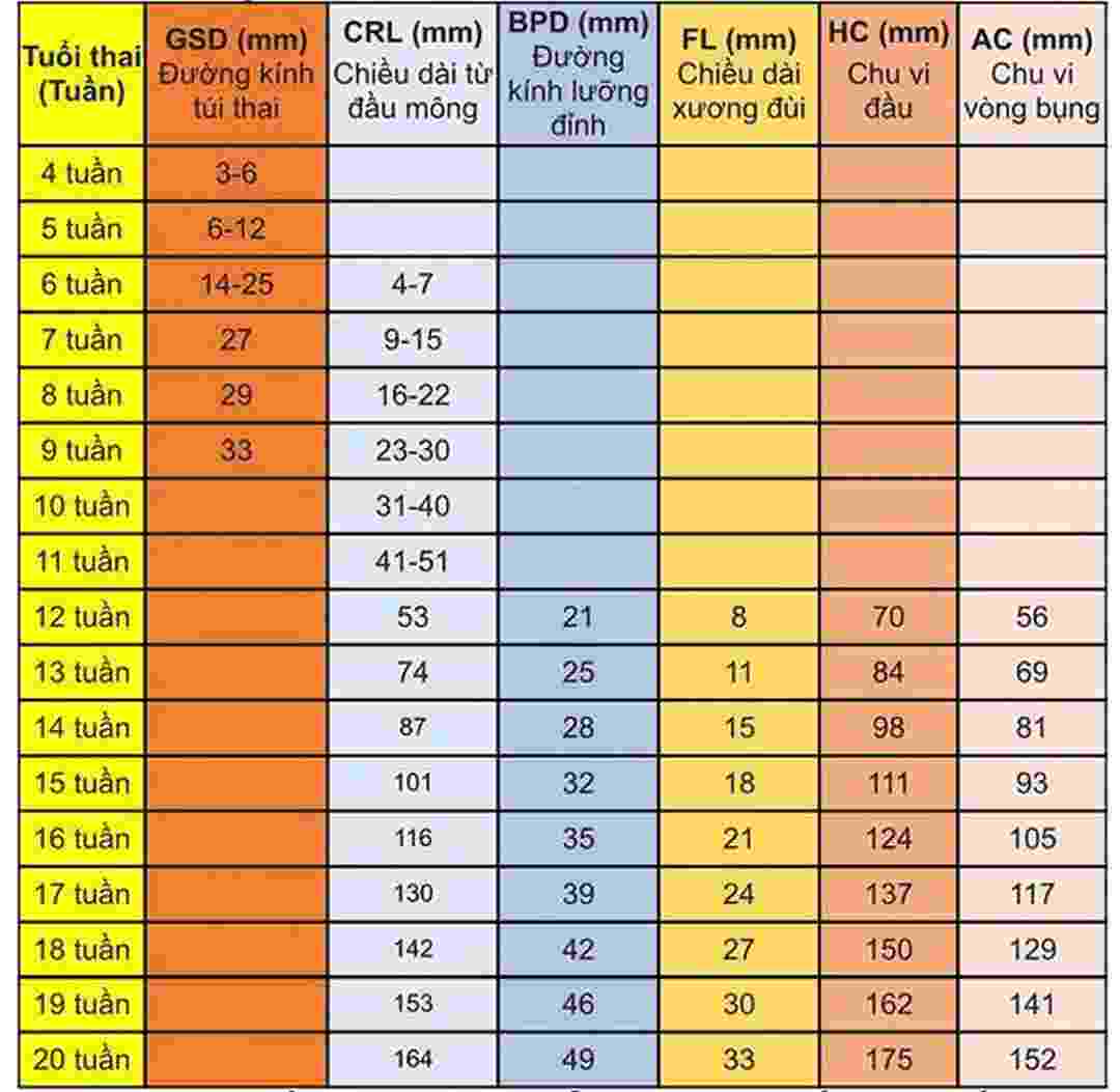 Chỉ số thai nhi theo tuần từ tuần 1 - 20