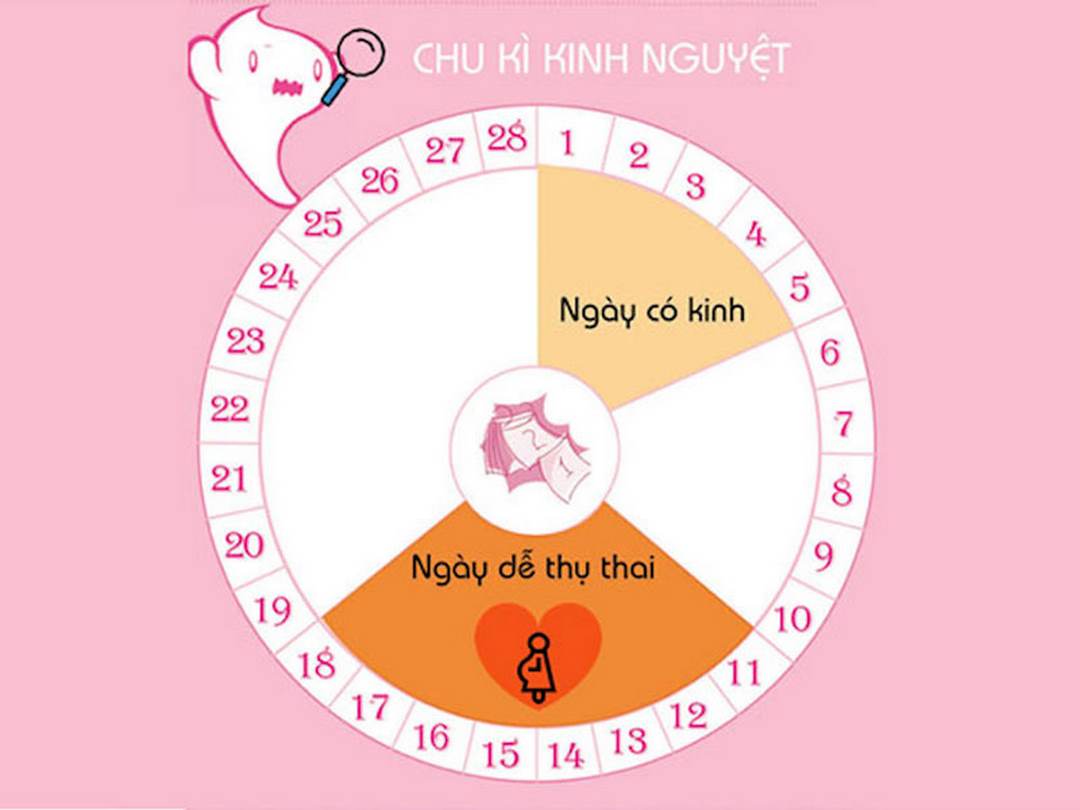 Rụng trứng và kinh nguyệt 