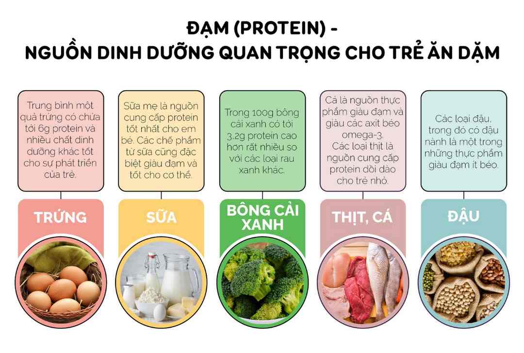 2. Vai trò của chất đạm là gì?