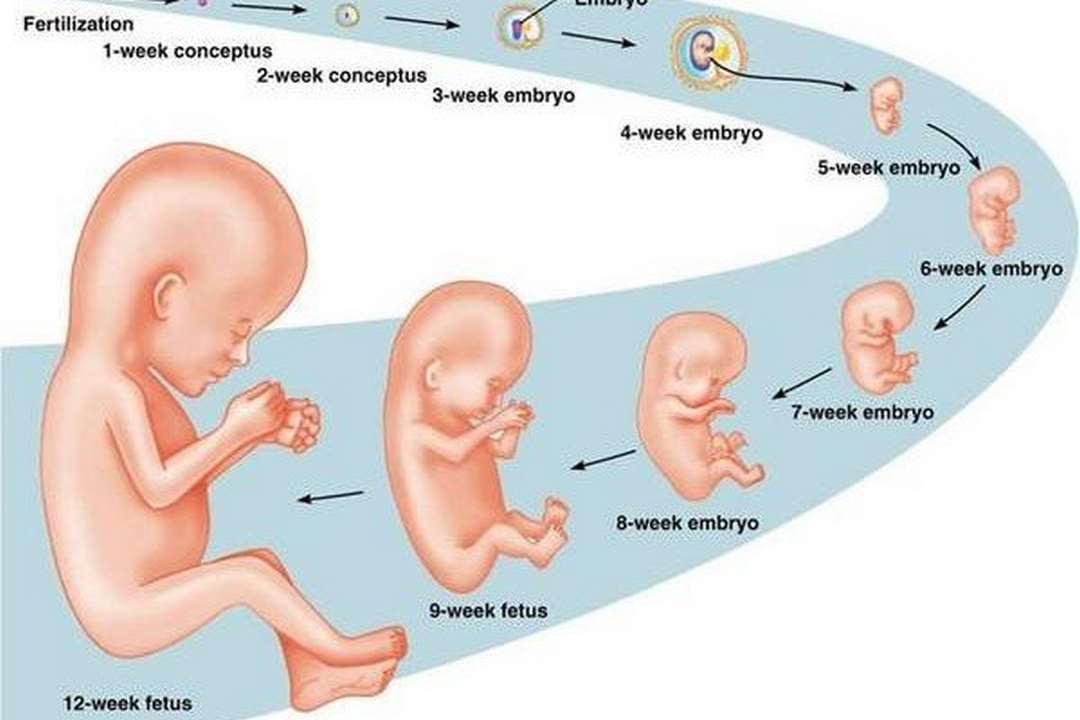 Các cách tính tuổi thai